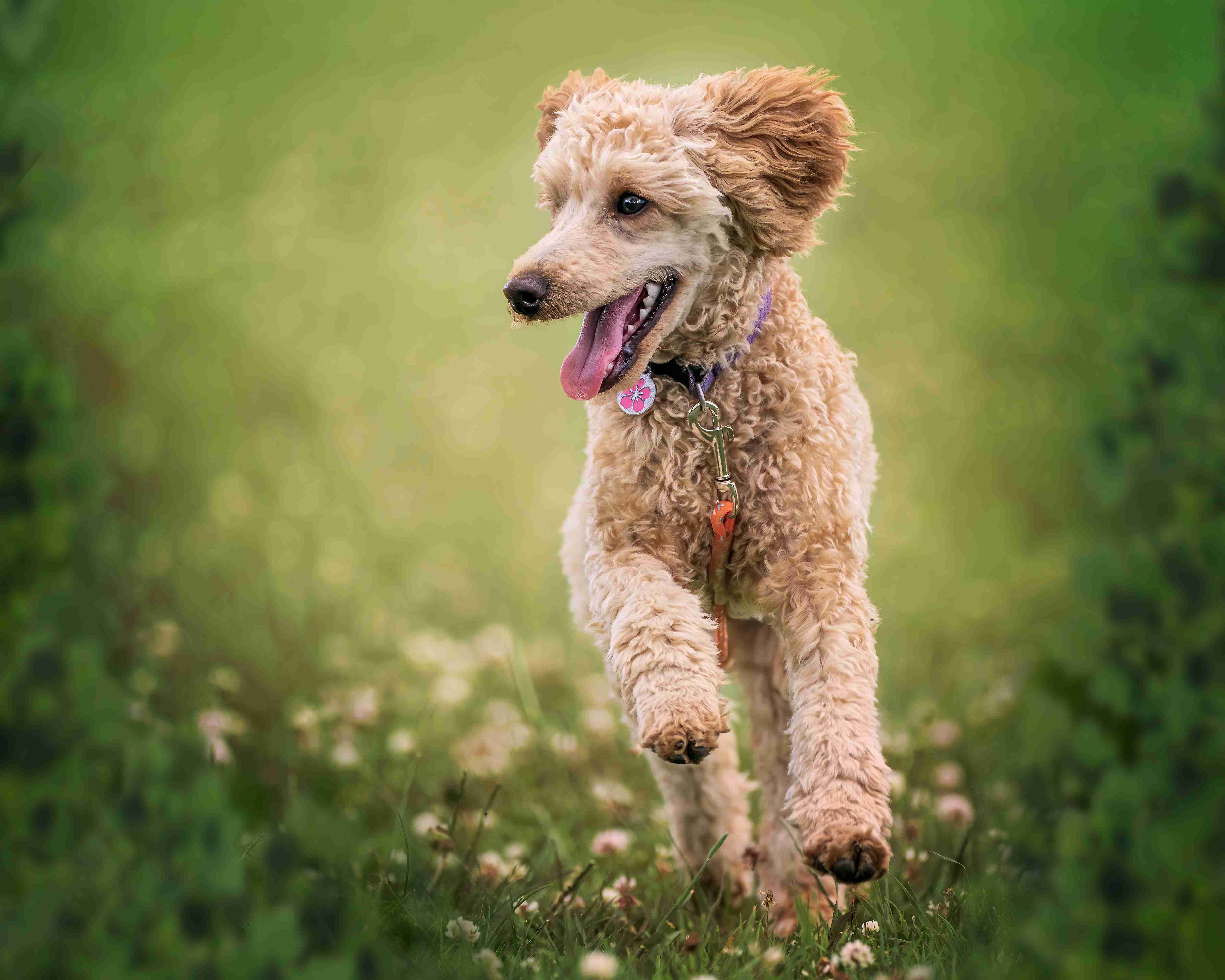 How did you ensure your Poodle puppy received proper exercise and mental stimulation?